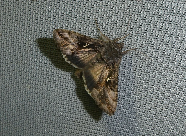 Autographa gamma - gammalepke