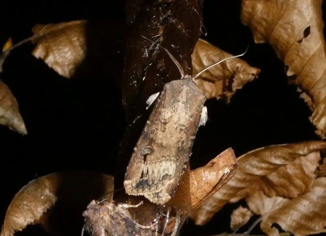 Agrotis ipsilon - nagy földibagoly