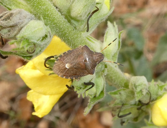 Peribalus strictus - tavaszi címerespoloska Peribalus strictus - tavaszi címerespoloska