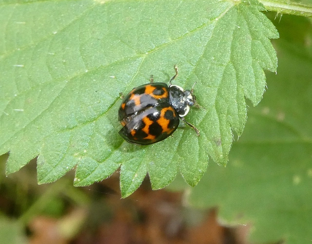 Harmonia axyridis - harlekinkatica