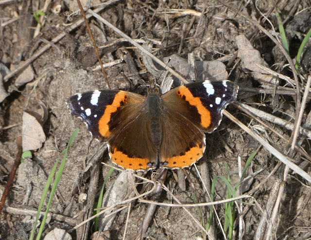 Vanessa atalanta - atalantalepke