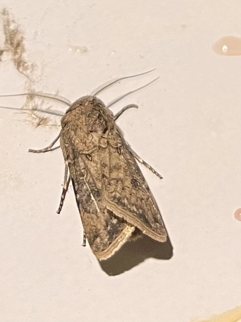 Agrotis segetum - vetési földibagoly