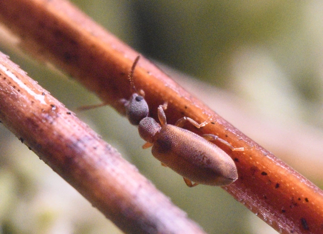 Endomia tenuicollis - keskenynyakú fürgebogár