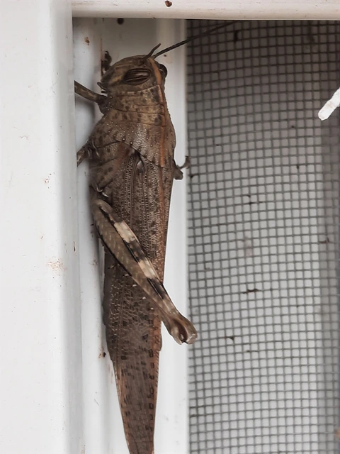 Anacridium aegyptium - egyiptomi sáska