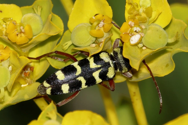 Echinocerus floralis - lucerna-darázscincér