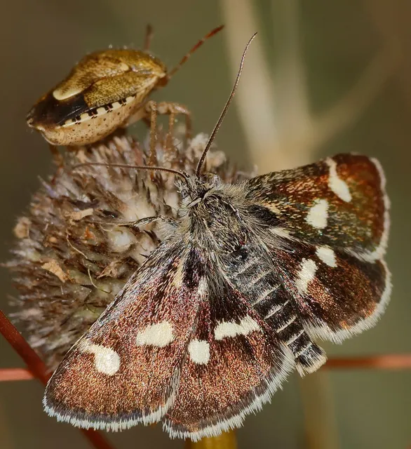 Eurrhypis pollinalis - galajszövő kormosmoly