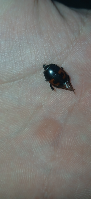 Hister quadrimaculatus - közönséges sutabogár