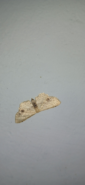 Idaea dimidiata - gyakori apróaraszoló
