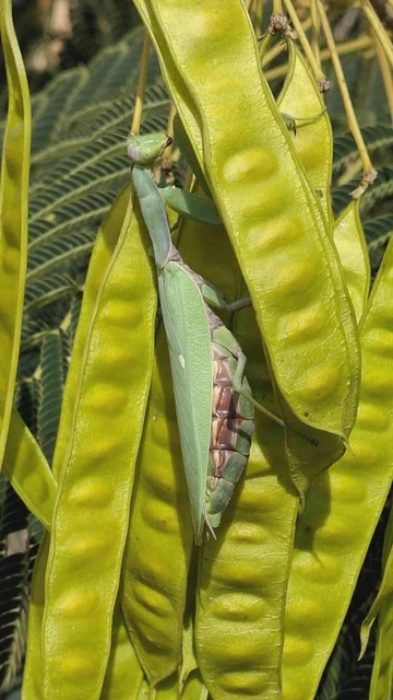 Hierodula tenuidentata - óriás ázsiai imádkozósáska