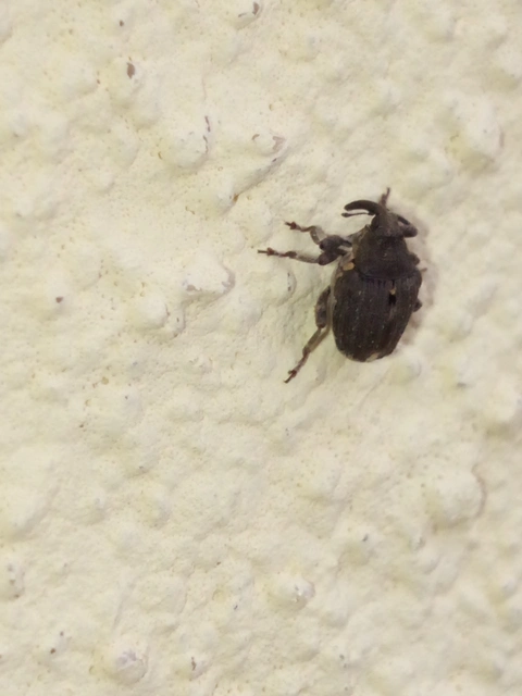 Stenocarus