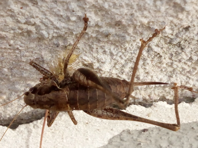Pholidoptera griseoaptera - szürke avarszöcske