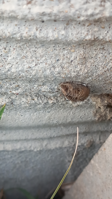 Mantis religiosa - imádkozósáska