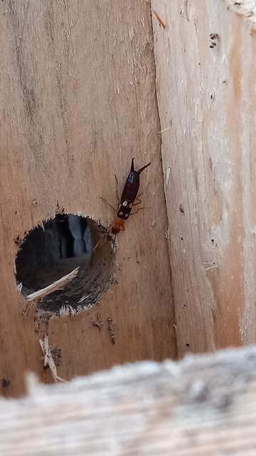 Forficula smyrnensis - szmirnai fülbemászó