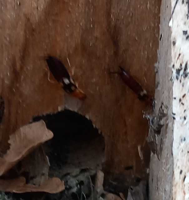 Forficula smyrnensis - szmirnai fülbemászó