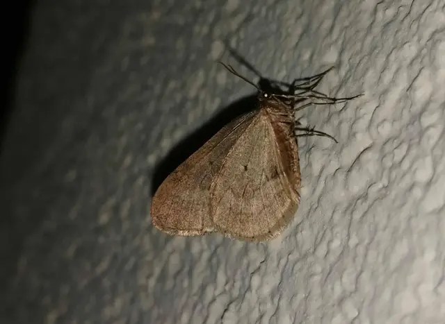 Operophtera brumata - kis téliaraszoló