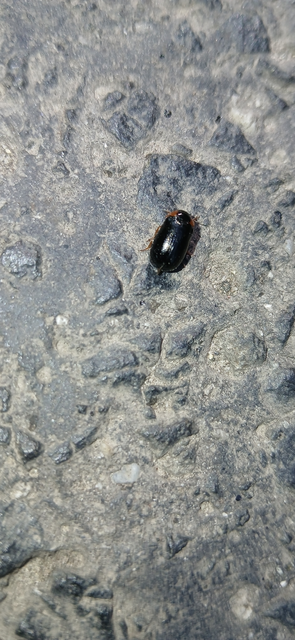 Smaragdina