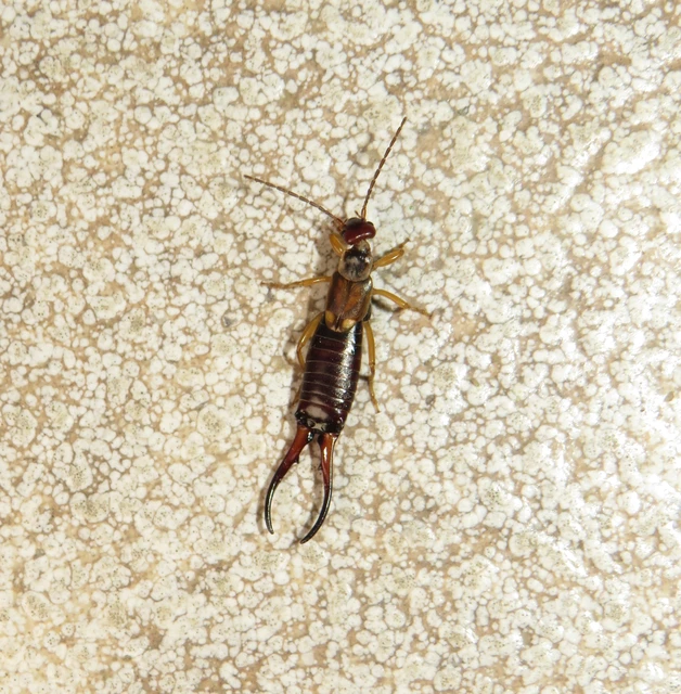Forficula auricularia - közönséges fülbemászó