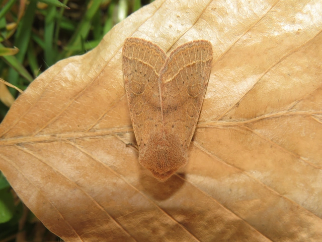 Orthosia cerasi - közepes barkabagoly