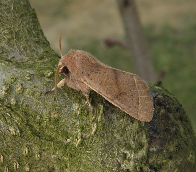 Orthosia cerasi - közepes barkabagoly