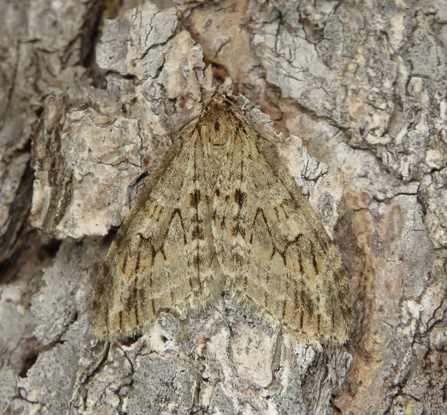 Trichopteryx polycommata - kőrisfa-lebenyesaraszoló