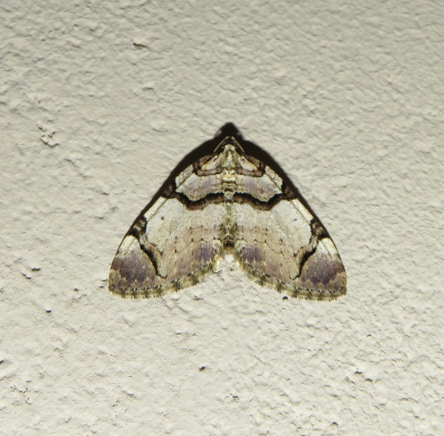 Anticlea derivata - vadrózsa-tarkaaraszoló