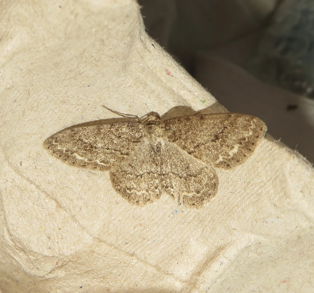 Ectropis crepuscularia - avararaszoló