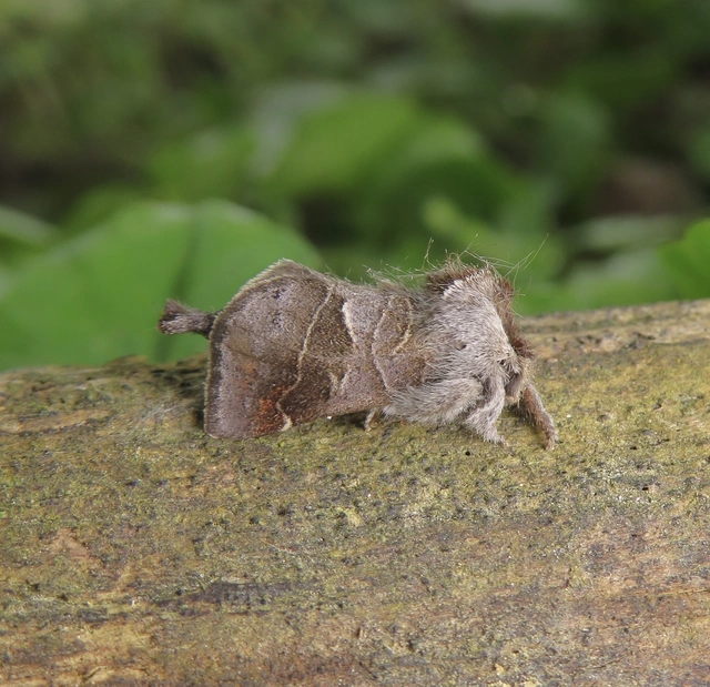 Clostera pigra - apró levélszövő