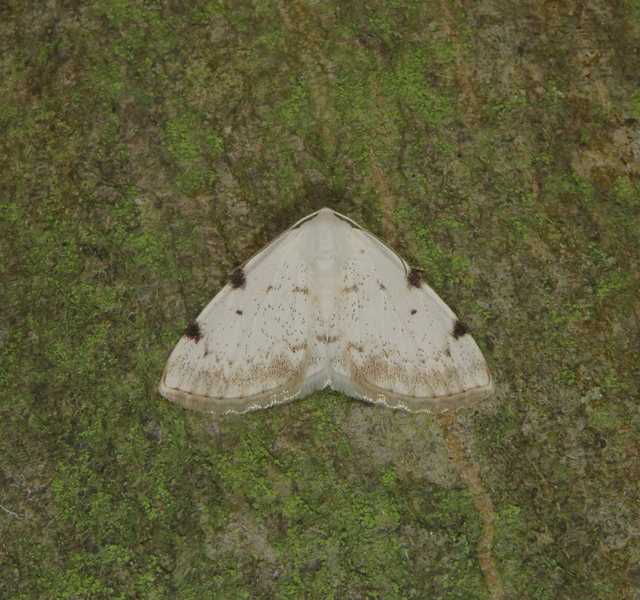 Lomographa bimaculata - kétpontos fehéraraszoló