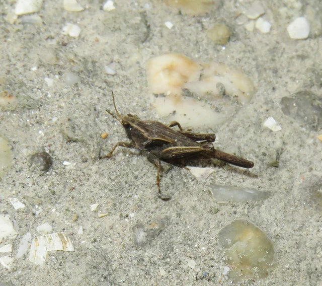 Tetrix subulata - közönséges tövishátúsáska