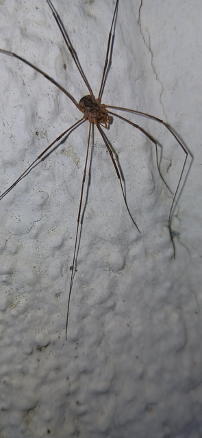 Opiliones - Kaszáspókok