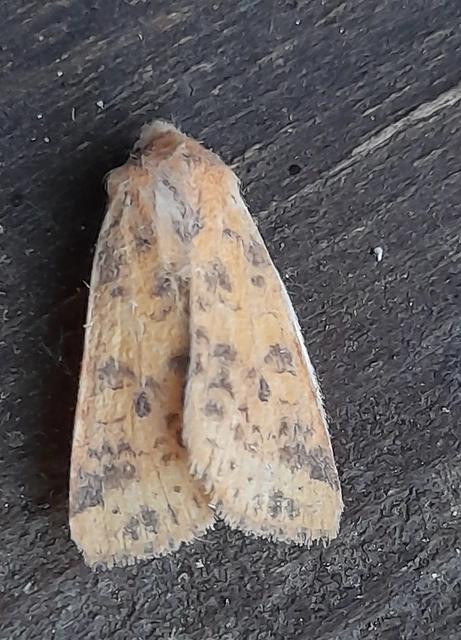 Cirrhia gilvago - foltos sárgabagoly