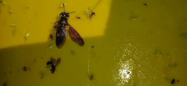 Hermetia illucens