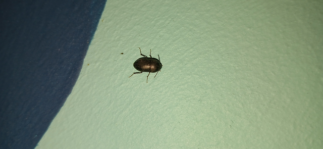 Crypticus quisquilius - fürge gyászbogár