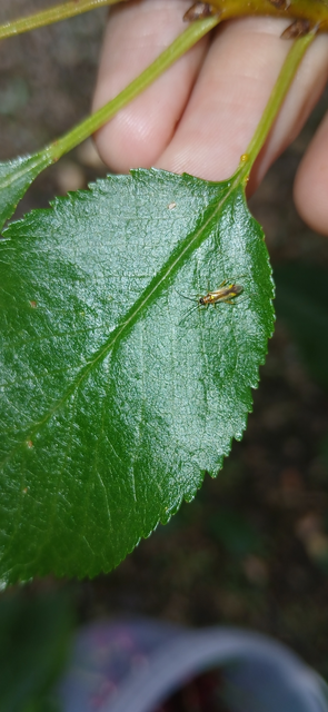 Campyloneura virgula Campyloneura virgula