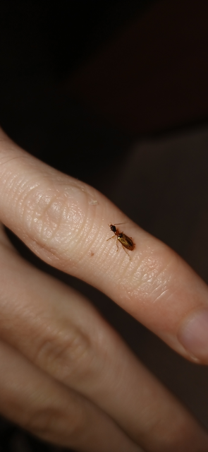 Demetrias atricapillus - buzogányfoltos nádfutó