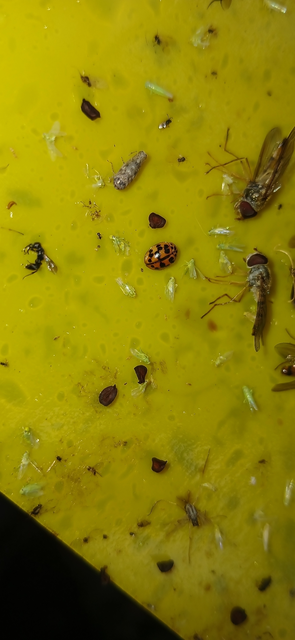 Oenopia conglobata - rózsás katica