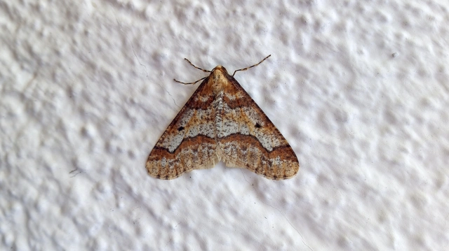 Erannis defoliaria - nagy téliaraszoló