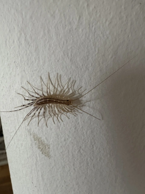 Scutigera coleoptrata - légyölő pókszázlábú