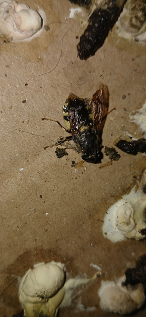 Stratiomyidae - katonalégyfélék