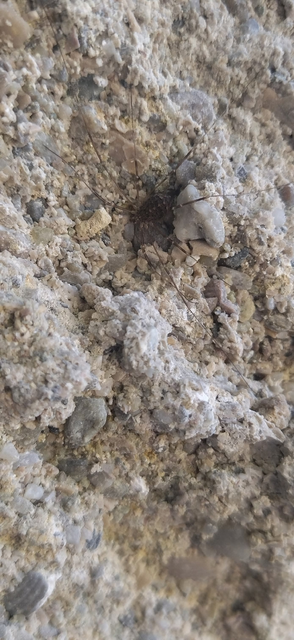 Opiliones - Kaszáspókok