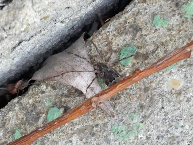 Opiliones - Kaszáspókok