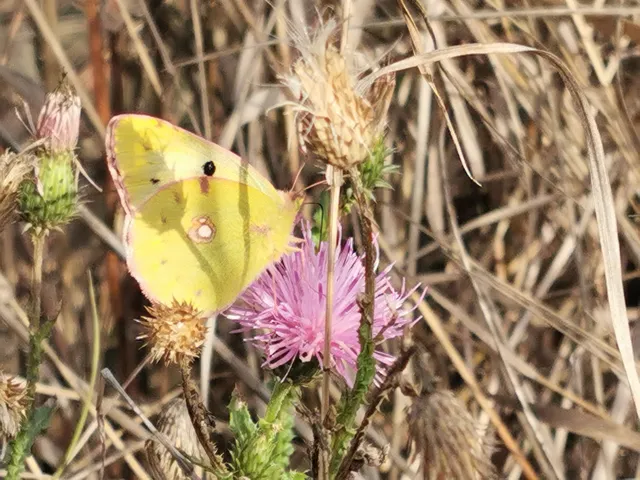 Colias croceus - sáfránylepke