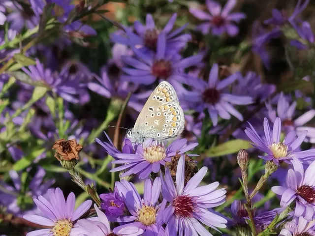 Polyommatus icarus - közönséges boglárka