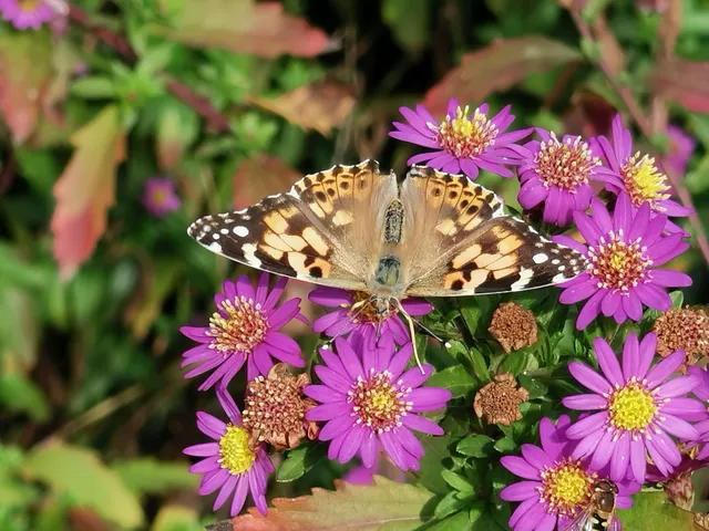 Vanessa cardui - bogáncslepke