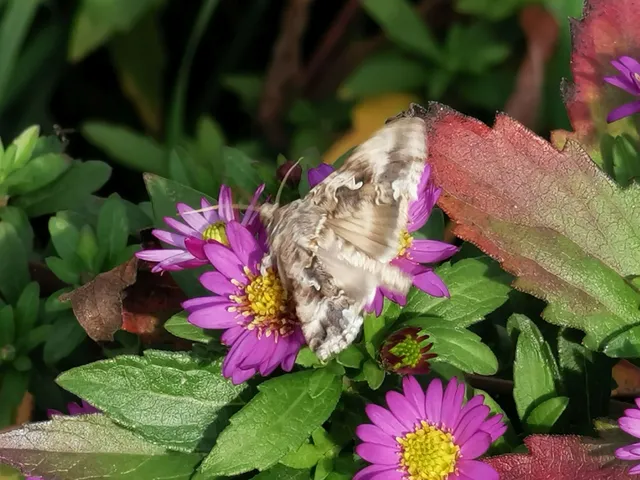 Autographa gamma - gammalepke