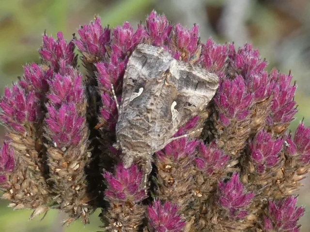 Autographa gamma - gammalepke