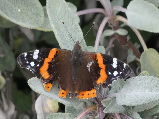 Vanessa atalanta - atalantalepke