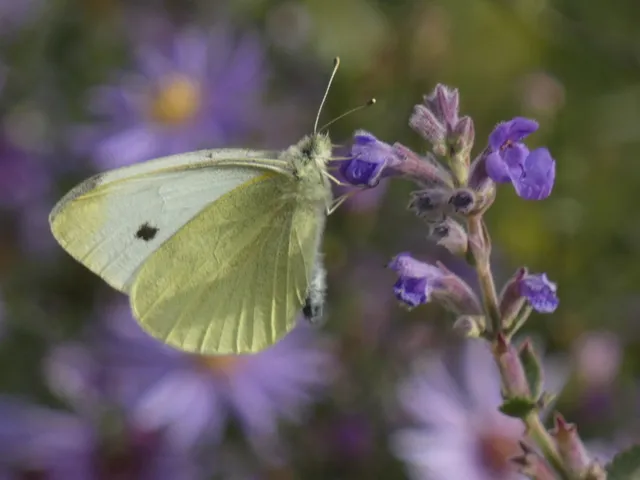 Pieris rapae - répalepke