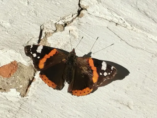 Vanessa atalanta - atalantalepke