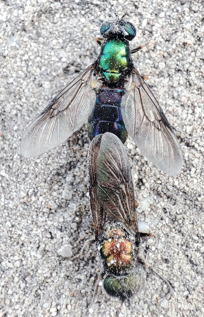 Chloromyia speciosa